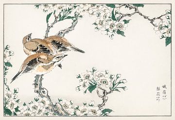 Japanse weidegors en perenbloesem illustratie door Numata Kashu van Studio POPPY