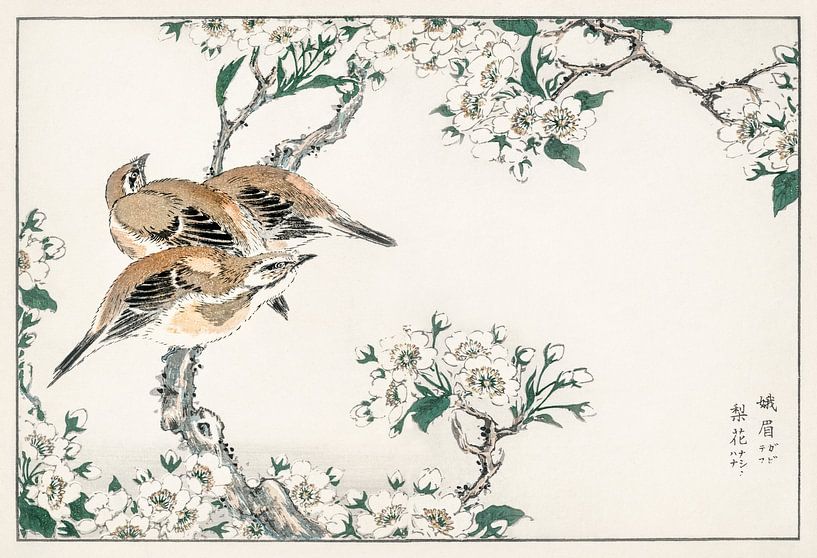 Japanese Meadow Bunting and Pear Flower illustration by Numata Kashu by Studio POPPY