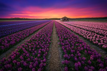 Flower fields in the Netherlands by Albert Dros