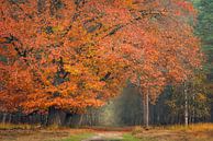 Deelerwoud in herfstkleur van Jeroen Lagerwerf thumbnail