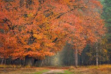 Deelerwoud in herfstkleur van Jeroen Lagerwerf