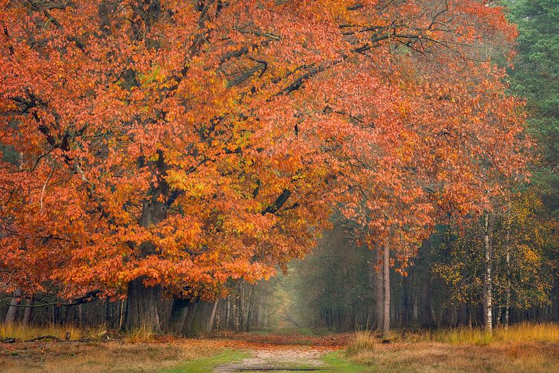 Deelerwoud in herfstkleur van Jeroen Lagerwerf