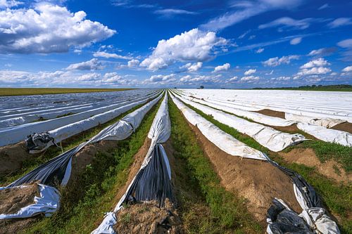 Aspergeveld bedekt met folie