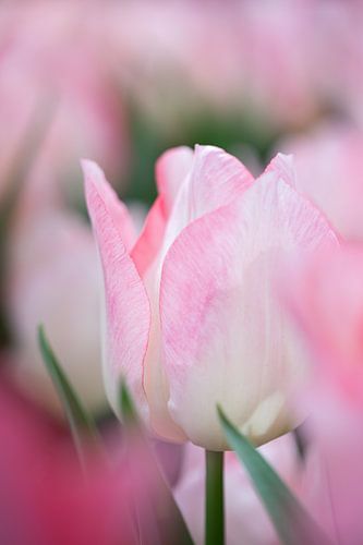 Zarte Tulpen