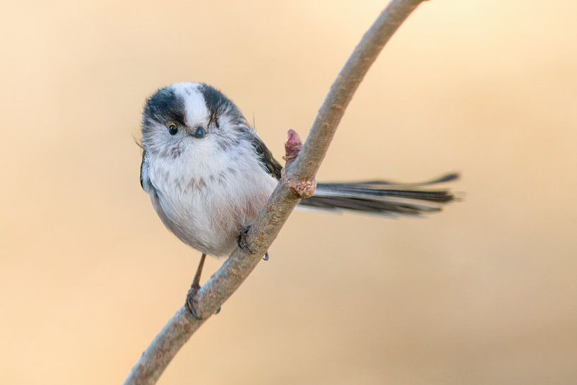 Tailed Tit by Jan Jongejan
