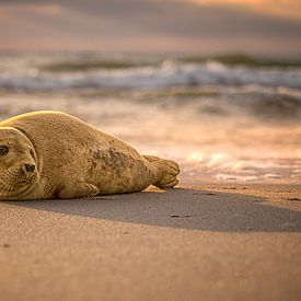 Young seal on the beach by Leon Okkenburg