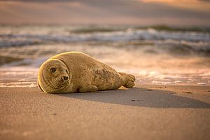 Jeune phoque sur la plage