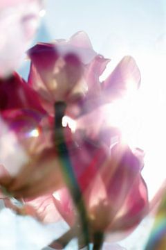 Tulipes de printemps et arc-en-ciel