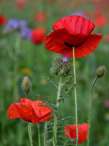 Poppy in a field of wild flowers.