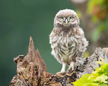 juveniel steenuil / juvenile little owl van Dennis Stronks