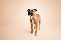 Porträt eines Staffordshire-Bullterrier-Welpen, aufgenommen im Studio, mit beiger Hintergrundfarbe / niedlicher, süßer Blick.