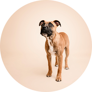 Portret van een staffordshire bull terriër pup hond, in de studio genomen, met beige achtergrondkleur / schattige, lieve blik.