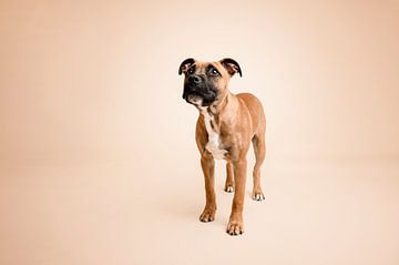 Portrait of a staffordshire bull terrier puppy dog, taken in the studio, with beige background colour / cute, sweet look. by Elisabeth Vandepapeliere