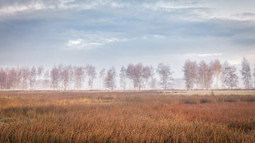 Birches on the Kloosterveld