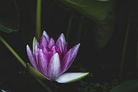 Lily