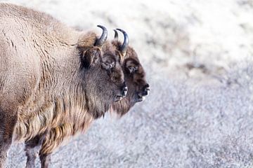 Bison d'Europe à double problème sur Marianne Jonkman