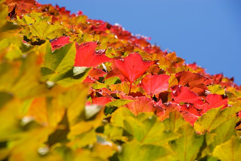 Kleurige herfstbladeren van Patricia Dhont