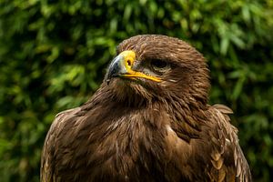 Bird of prey