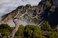 Alter Baum am Pico Ruivo – Vergänglichkeit inmitten der Berge Madeiras