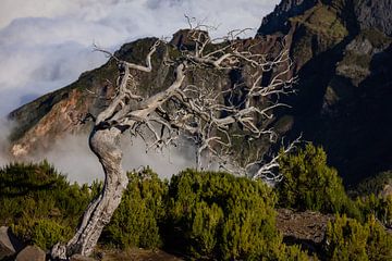 Oude boom op Pico Ruivo - vergankelijkheid te midden van de bergen van Madeira van Runawayphill
