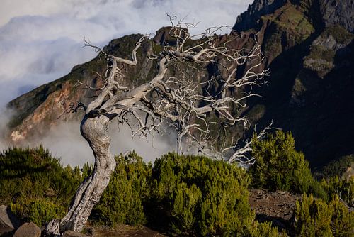 Old tree on Pico Ruivo - transience in the midst of Madeira's mountains