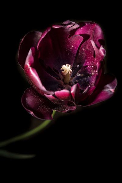 Tulipe par Geert-Jan Timmermans
