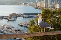 Zeemeeuw kijkt naar de haven in Calpe en de Middellandse Zee