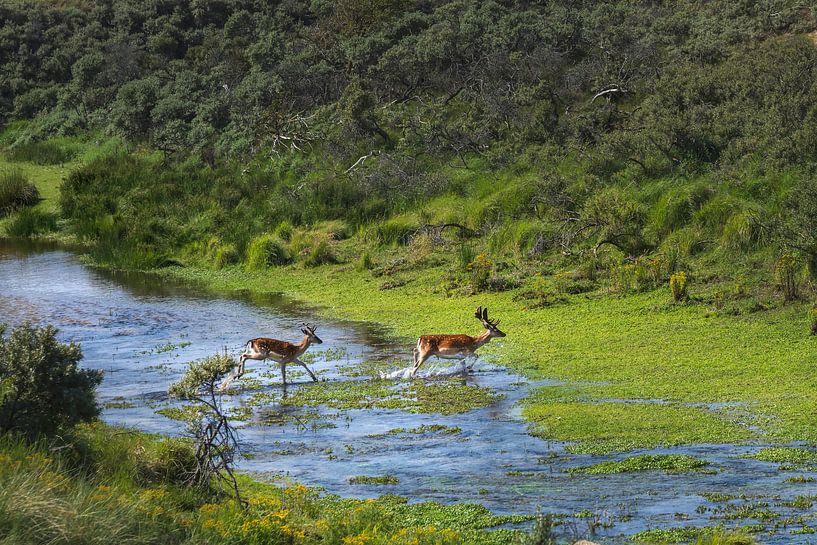 Damhirsche überqueren Wasser von Anouschka Hendriks