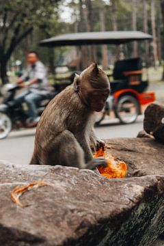 Affen in Kambodscha von Anke Verhaegen