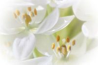 witte rust met groen
