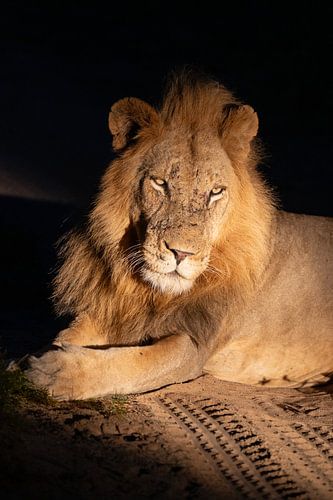 Lion at night in Timbavati, South Africa