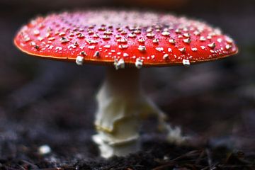 Fly agaric fungus