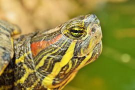 Schildpad von Jeroen Stegeman