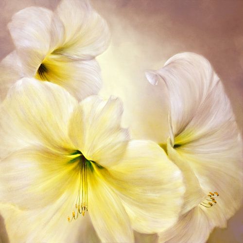 White amaryllis