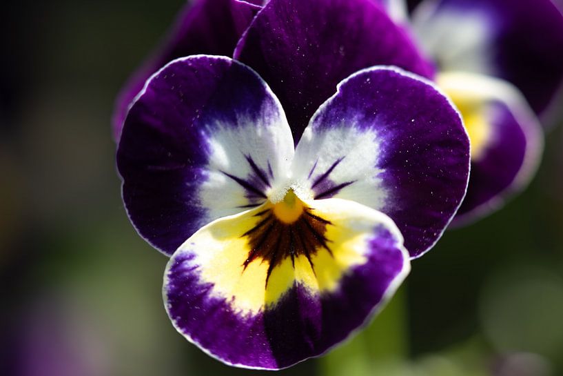 Violet in Violet by Alex van de Ven