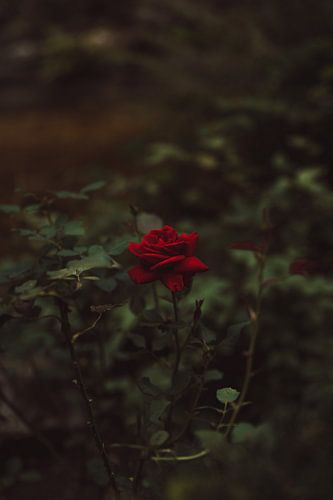 La rose sur Imagination by Mieke