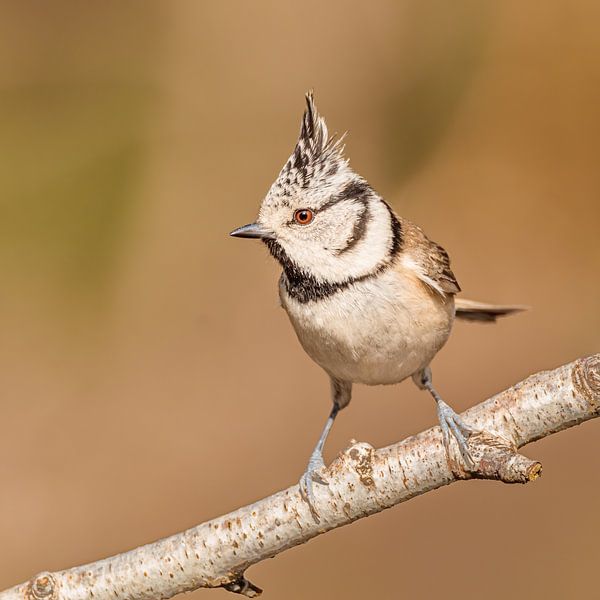 Mésange crêpée par Arnoud van der Aart