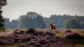 Highlander écossais sur Anneke Hooijer