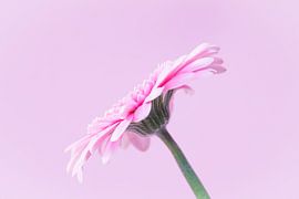 Schwebende Sanftheit von Monique van Helden