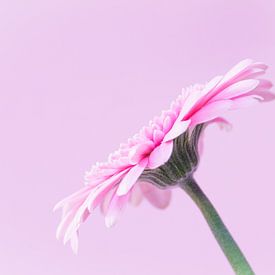 Floating Softness by Monique van Helden