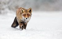Fox walking through the snow