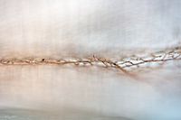 nature's lace 2
