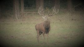 Herten, Zwijnen von Gijs van Veldhuizen