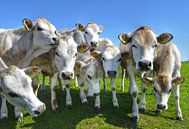 Freundliche Kühe auf der Wiese auf Texel von Inge Kampen Miniaturansicht