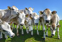 Friendly cows in the meadow on Texel