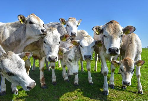 Des vaches sympathiques dans le pré de Texel