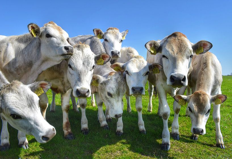 Freundliche Kühe auf der Wiese auf Texel von Inge Kampen