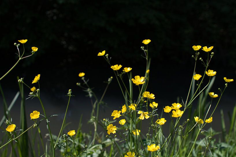 Gele boterbloemen in Mei van Jolanda de Jong-Jansen