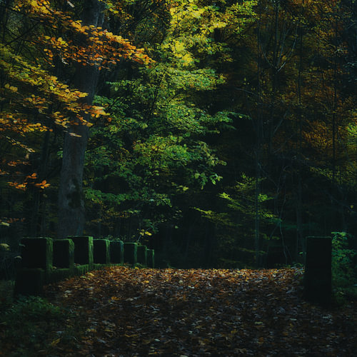 Herbst Wald