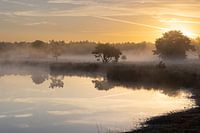 Maasduinen during sunrise